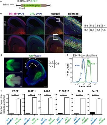 MicroRNA-Based Separation of Cortico-Fugal Projection Neuron-Like Cells Derived From Embryonic Stem Cells